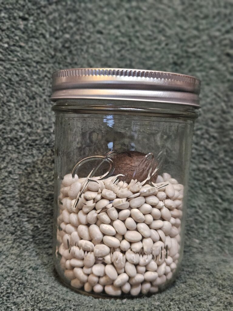 Glass jar half full of beans with a pecan sitting on the top